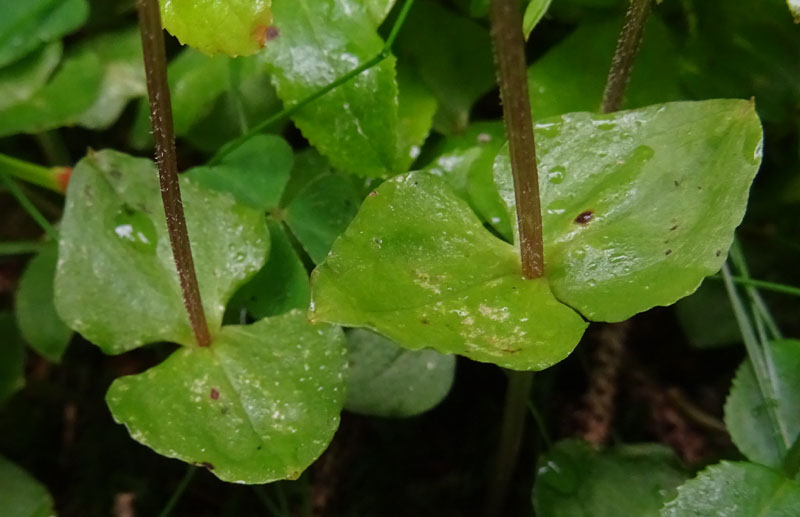 Listera cordata